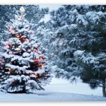 beautiful_outdoor_christmas_tree-t2