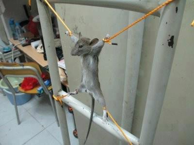 funny rat hanged pictures