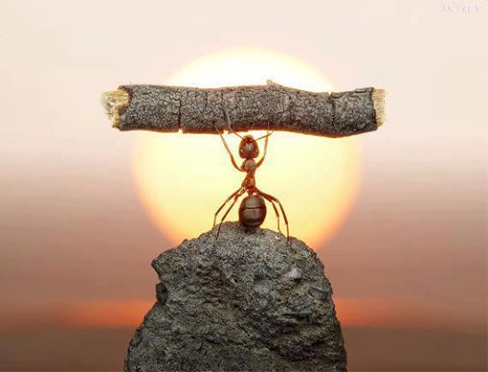ant with wood lifting funny pictures