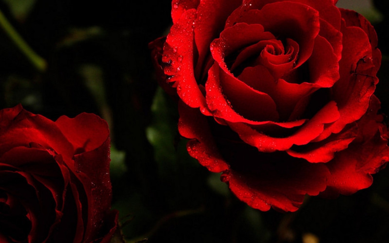 Red-Red-Rose-roses-11661961-1280-800