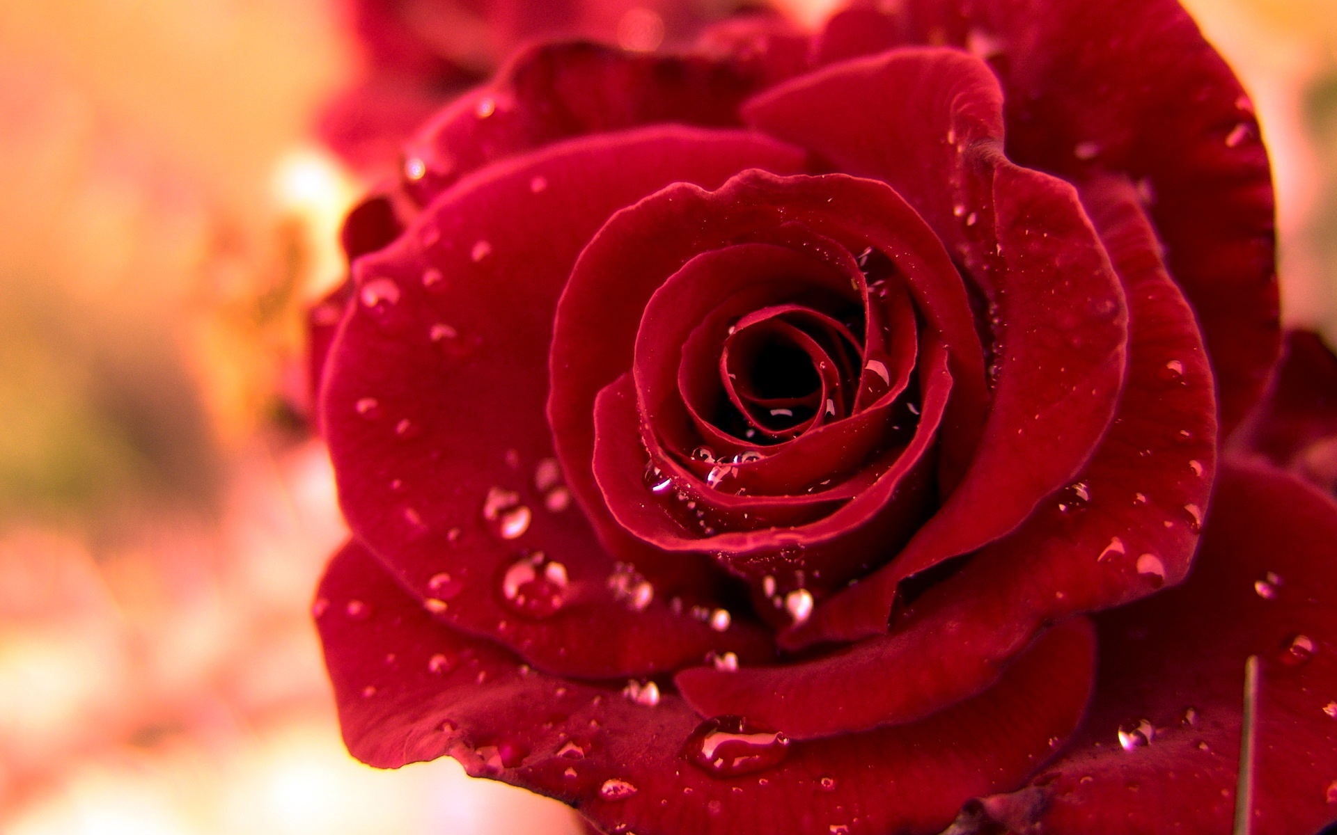 beautiful_red_rose_with_water_drops-wide